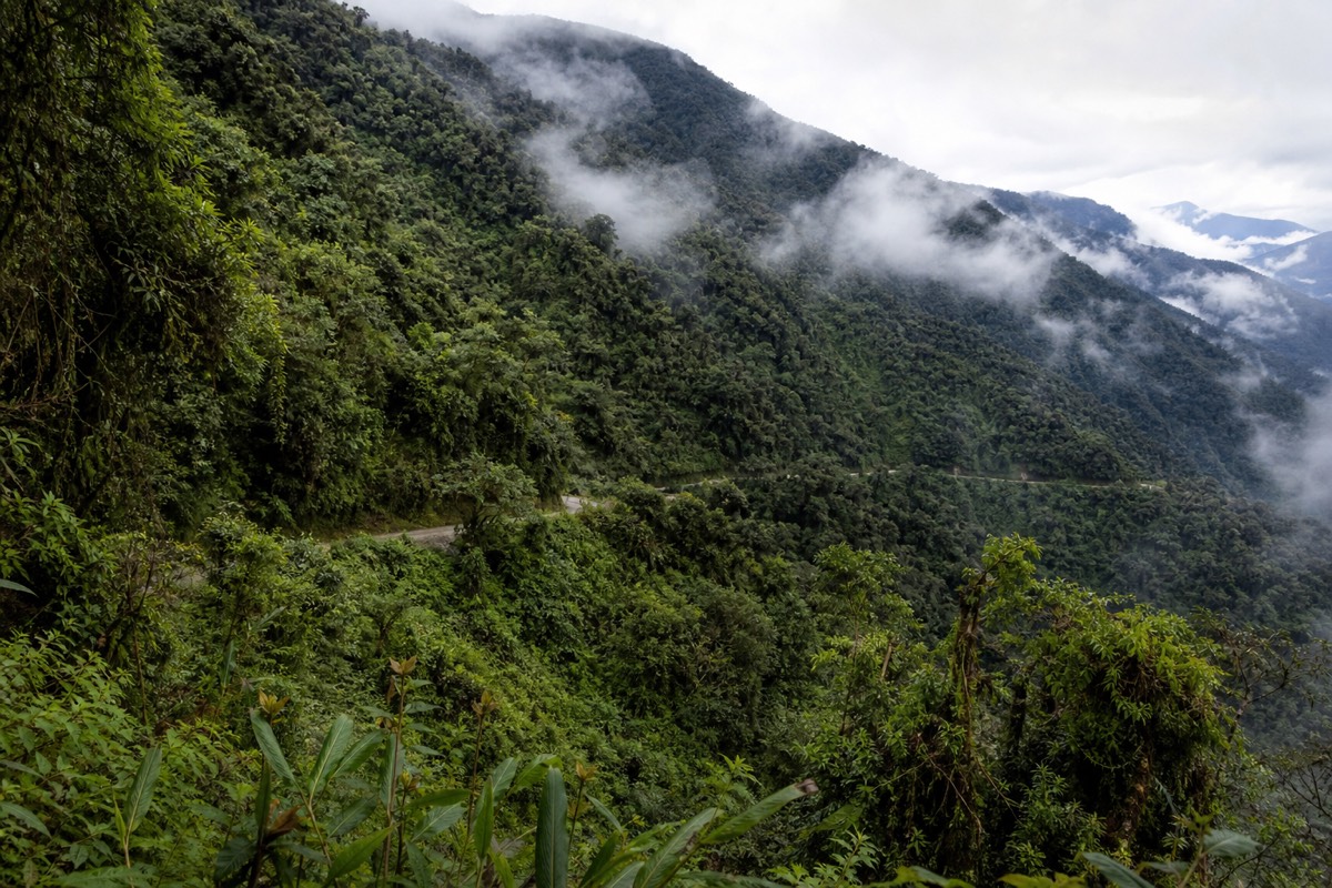 The humid Yungas cloud forest at the bottom of the descent