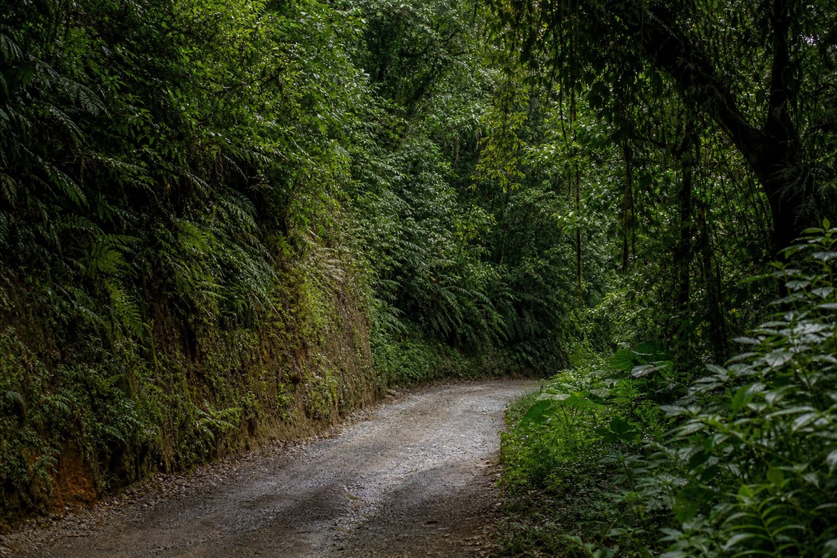 The humid Yungas cloud forest at the bottom of the descent